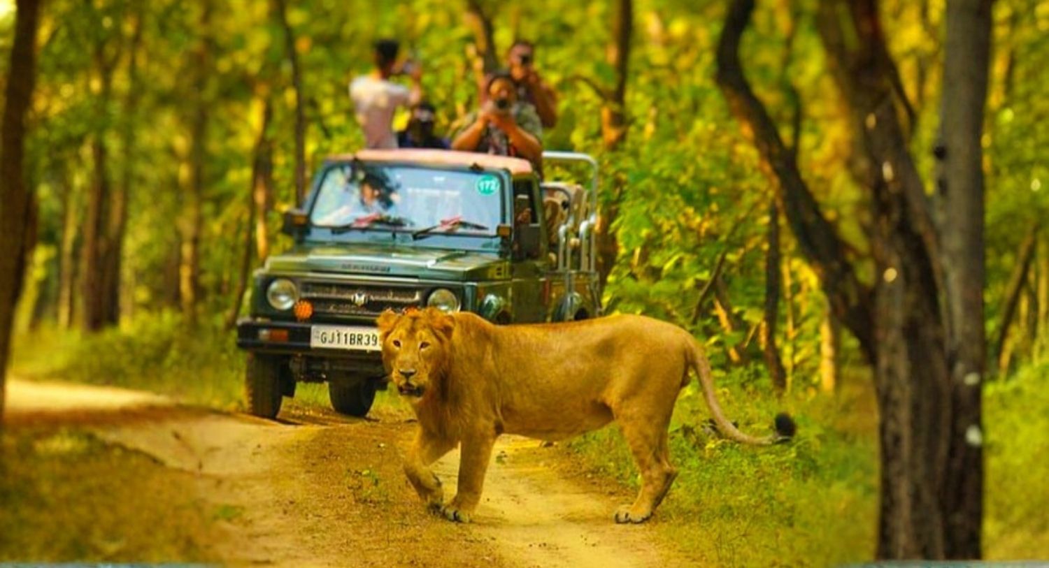 Memorable Experiences at Girvan Forest Resort