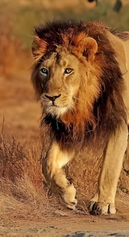 Near by Destination at Girvan Forest Resort