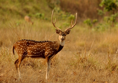 Near by Destination at Girvan Forest Resort